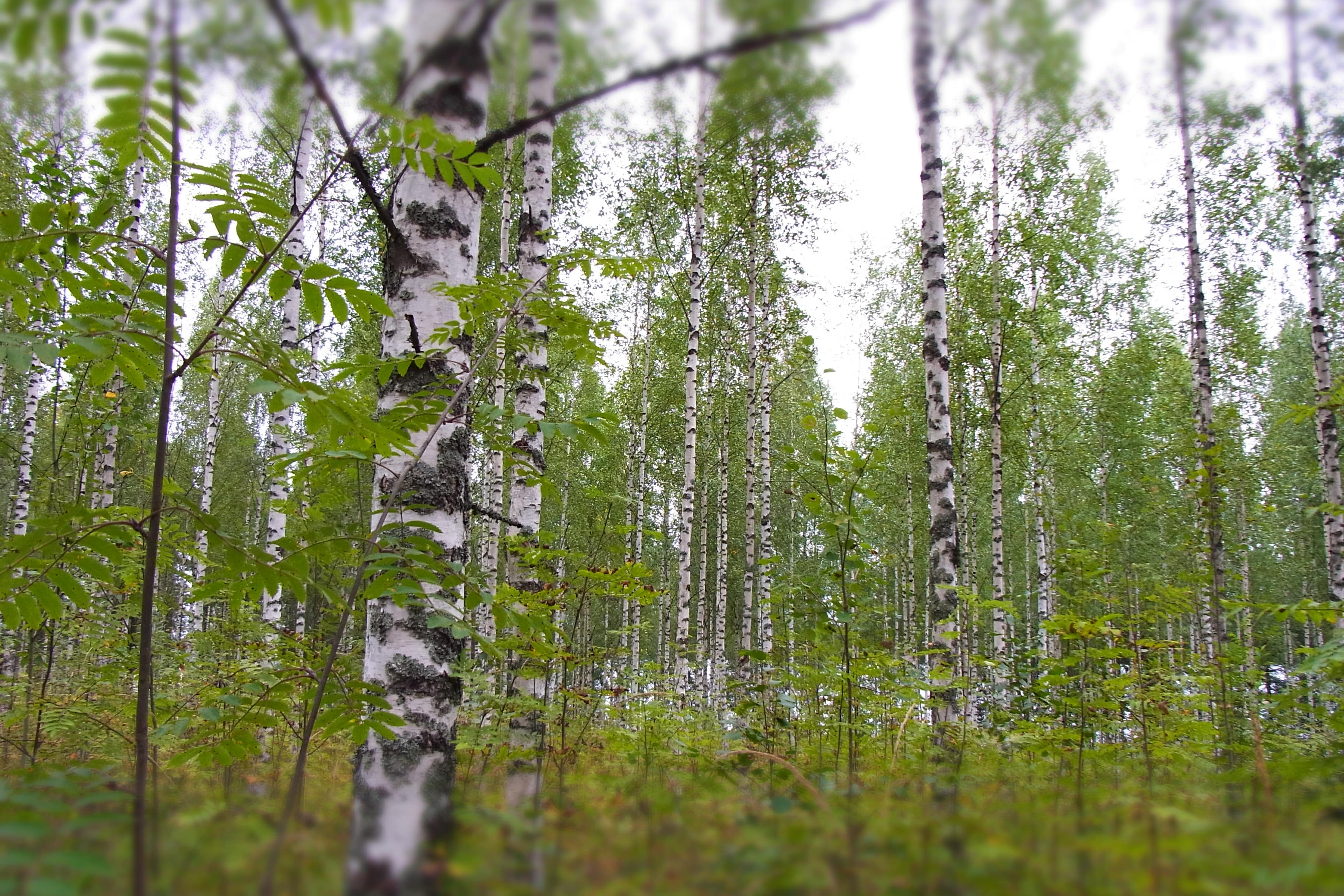 KESLAのイメージ画像